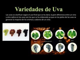 Variedades de UvaLas uvas se clasifican según el uso final que se les dará, la gran diferencia entre un vino y otro radica en las uvas con las que se ha elaborado ya que en las pieles de las uvas se generan la mayoría de los aromas y sabores de un vino.