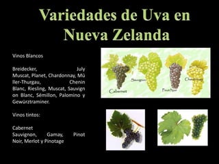Variedades de Uva en Nueva ZelandaVinos BlancosBreidecker, JulyMuscat, Planet, Chardonnay, Müller-Thurgau, CheninBlanc, Riesling, Muscat, SauvignonBlanc, Sémillon, Palomino y Gewürztraminer. Vinos tintos:CabernetSauvignon, Gamay, PinotNoir, Merlot y Pinotage