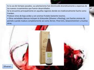 Es la uva de tiempos pasados; sus plantaciones han disminuido dramáticamente a expensas de
    los nuevos cruzamientos que fueron desarrollados.
    Se la encuentra principalmente en aquellas regiones donde era tradicionalmente fuerte como
    Franken.
    Produce vinos de baja acidez y con aromas frutales bastante neutros.
    • Otras variedades blancas incluyen la Scheurebe (Silvaner x Riesling), con fuertes aromas de
    pomelo cuando madura completamente así como Kerner, Pinot Gris, Gewürztraminer y muchas
    otras.




Silvaner:
 