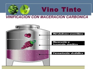 Vino Tinto VINIFICACION CON MACERACION CARBONICA 