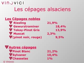 Les cépages alsaciens Les Cépages nobles Riesling 21,9% Gewurztraminer 18,4% Tokay-Pinot Gris 13,9% Muscat 2,3% (pinot noir, rouge) 9,5% Autres cépages Pinot Blanc 21,2% Sylvaner 10,4% Chasselas 1% 
