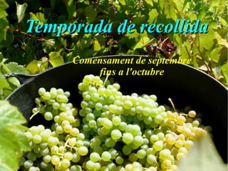 Temporada de recollidaTemporada de recollida
Comensament de septembre
fins a l'octubre
 