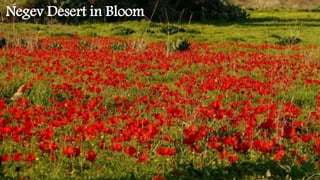 Negev Desert in Bloom
 
