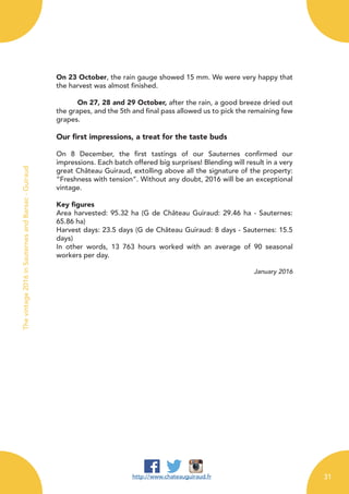 On 23 October, the rain gauge showed 15 mm. We were very happy that
the harvest was almost finished.
	 On 27, 28 and 29 October, after the rain, a good breeze dried out
the grapes, and the 5th and final pass allowed us to pick the remaining few
grapes.
Our first impressions, a treat for the taste buds
On 8 December, the first tastings of our Sauternes confirmed our
impressions. Each batch offered big surprises! Blending will result in a very
great Château Guiraud, extolling above all the signature of the property:
“Freshness with tension”. Without any doubt, 2016 will be an exceptional
vintage.
Key figures
Area harvested: 95.32 ha (G de Château Guiraud: 29.46 ha - Sauternes:
65.86 ha)
Harvest days: 23.5 days (G de Château Guiraud: 8 days - Sauternes: 15.5
days)
In other words, 13 763 hours worked with an average of 90 seasonal
workers per day.
January 2016
http://www.chateauguiraud.fr
Thevintage2016inSauternesandBarsac-Guiraud
31
 