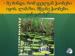 - მე მინდა, რომ ყველგან ჭაობები
იყოს. ლამაზი, მწვანე ჭაობები.
ვინ ვარ მე?
 