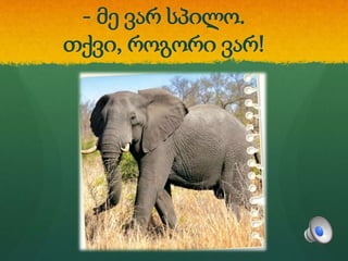 - მე ვარ სპილო.
თქვი, როგორი ვარ!
 