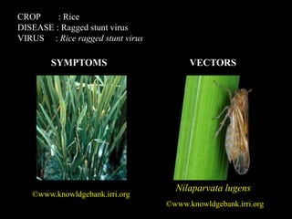 All virus diseases and its vectors in field crops | PPTX