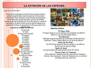 LA EXTINCIÓN DE LAS ESPECIES.
¿Qué es la Extinción?
Extinción es la desaparición definitiva de alguna especie
animal o vegetal sobre nuestro planeta. Es un proceso
irreversible. Hace millones y miles de años se produjeron
extinciones por causas naturales, pero en las últimas
centurias se han acelerado por la acción directa o indirecta
del hombre. De esta forma, se priva definitivamente de
organismos (incluso no descubiertos aún) que podrían ser
beneficiosos.
Especies extintas.
El Pájaro Dodo
El Pájaro Dodo se vio por primera vez alrededor de 1600 en
Mauricio, una isla del Océano Índico.
Oso Mexicano
Habitaba la pared suroeste de los Estados Unidos (Arizona,
California, Tejas y Nuevo México) y el norte de México.
Delfín del Rio Chino
En 1979 China declaró al Baiji en peligro, y en 1983 se
decreto que su caza era ilegal.
Águila de Haast
La enorme águila de Haast pesaba entre 10 y 15 kg.
Tilacino (Tigre de Tasmania)
Este mámifero, también conocido como lobo de Tasmania,
talacino, lobo marsupial o Tigre de Tasmania era un carnívoro
marsupial nativo de Australia
El oso polar
El tigre
El lobo gris mexicano
El canguro
La ballena
El caballo
La Cebra
El venado
La mariposa
Los corales
El armadillo
El cocodrilo
El borrego cimarrón
La chinchilla
El ratón de bolsillo
El koala,
El cóndor,
El gorila,
El tatu carreta,
El lince
El oso panda.
especies en peligro de extinción.
 