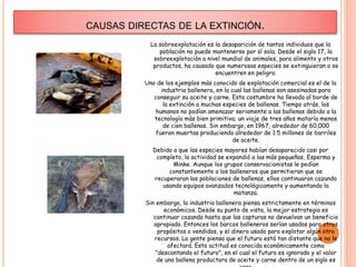 CAUSAS DIRECTAS DE LA EXTINCIÓN.
La sobreexplotación es la desaparición de tantos individuos que la
población no puede mantenerse por sí sola. Desde el siglo 17, la
sobreexplotación a nivel mundial de animales, para alimento y otros
productos, ha causado que numerosas especies se extinguieran o se
encuentren en peligro.
Uno de los ejemplos más conocido de explotación comercial es el de la
industria ballenera, en la cual las ballenas son asesinadas para
conseguir su aceite y carne. Esta costumbre ha llevado al borde de
la extinción a muchas especies de ballenas. Tiempo atrás, los
humanos no podían amenazar seriamente a las ballenas debido a la
tecnología más bien primitiva; un viaje de tres años mataría menos
de cien ballenas. Sin embargo, en 1967, alrededor de 60,000
fueron muertas produciendo alrededor de 1.5 millones de barriles
de aceite.
Debido a que las especies mayores habían desaparecido casi por
completo, la actividad se expandió a las más pequeñas, Esperma y
Minke. Aunque los grupos conservacionistas le pedían
constantemente a los balleneros que permitieran que se
recuperaran las poblaciones de ballenas, ellos continuaron cazando
usando equipos avanzados tecnológicamente y aumentando la
matanza.
Sin embargo, la industria ballenera piensa estrictamente en términos
económicos. Desde su punto de vista, la mejor estrategia es
continuar cazando hasta que las capturas no devuelvan un beneficio
apropiado. Entonces los barcos balleneros serían usados para otros
propósitos o vendidos, y el dinero usado para explotar algún otro
recursos. La gente piensa que el futuro está tan distante que no le
afectará. Esta actitud es conocida económicamente como
"descontando el futuro", en el cual el futuro es ignorado y el valor
de una ballena productora de aceite y carne dentro de un siglo es
 