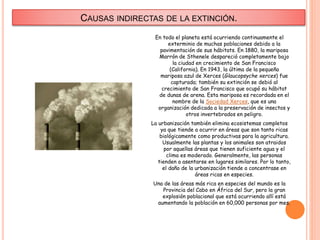 CAUSAS INDIRECTAS DE LA EXTINCIÓN.
En todo el planeta está ocurriendo continuamente el
exterminio de muchas poblaciones debido a la
pavimentación de sus hábitats. En 1880, la mariposa
Marrón de Sthenele despareció completamente bajo
la ciudad en crecimiento de San Francisco
(California). En 1943, la última de la pequeña
mariposa azul de Xerces (Glaucopsyche xerces) fue
capturada; también su extinción se debió al
crecimiento de San Francisco que ocupó su hábitat
de dunas de arena. Esta mariposa es recordada en el
nombre de la Sociedad Xerces, que es una
organización dedicada a la preservación de insectos y
otros invertebrados en peligro.
La urbanización también elimina ecosistemas completos
ya que tiende a ocurrir en áreas que son tanto ricas
biológicamente como productivas para la agricultura.
Usualmente las plantas y los animales son atraidos
por aquellas áreas que tienen suficiente agua y el
clima es moderado. Generalmente, las personas
tienden a asentarse en lugares similares. Por lo tanto,
el daño de la urbanización tiende a concentrase en
áreas ricas en especies.
Una de las áreas más rica en especies del mundo es la
Provincia del Cabo en África del Sur, pero la gran
explosión poblacional que está ocurriendo allí está
aumentando la población en 60,000 personas por mes.
 