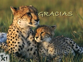 GRACIAS
 