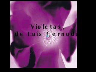 Violetas, de Luis Cernuda 