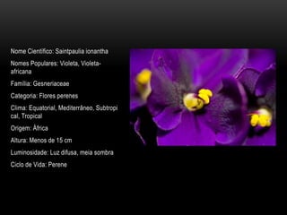 Nome Científico: Saintpaulia ionantha
Nomes Populares: Violeta, Violeta-
africana
Família: Gesneriaceae
Categoria: Flores perenes
Clima: Equatorial, Mediterrâneo, Subtropi
cal, Tropical
Origem: África
Altura: Menos de 15 cm
Luminosidade: Luz difusa, meia sombra
Ciclo de Vida: Perene
 