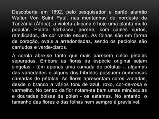 Descoberta em 1892, pelo pesquisador e barão alemão
Walter Von Saint Paul, nas montanhas do nordeste da
Tanzânia (África), a violeta-africana é hoje uma planta muito
popular. Planta herbácea, perene, com caules curtos,
ramificados, de cor verde escuro. As folhas são em forma
de coração, ovais a arredondadas, sendo os pecíolos são
carnudos e verde-claros.
A corola abre-se tanto que mais parecem cinco pétalas
separadas. Embora as flores da espécie original sejam
singelas - têm apenas uma camada de pétalas -, algumas
das variedades e alguns dos híbridos possuem numerosas
camadas de pétalas. As flores apresentam cores variadas,
desde o branco a vários tons de azul, roxo, cor-de-rosa e
vermelho. No centro da flor notam-se bem umas minúsculas
e douradas bolsas de pólen - os estames. No entanto, o
tamanho das flores e das folhas nem sempre é previsível.
 