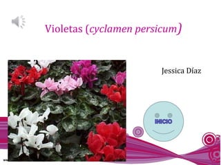 Violetas (cyclamen persicum)
Jessica Díaz
 