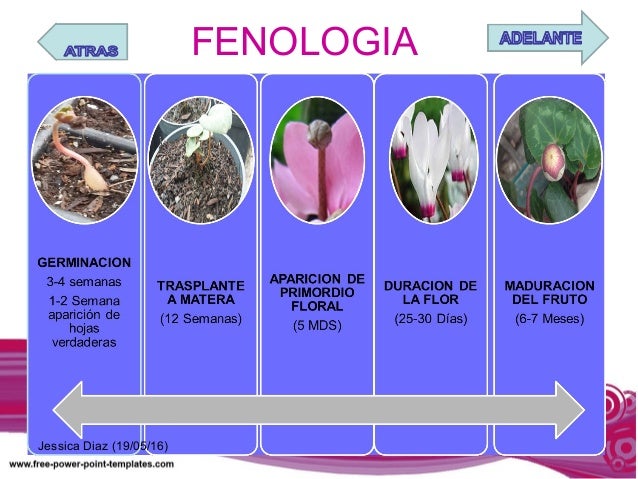 Resultado de imagen para fenologia  de las violetas