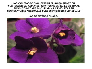LAS VIOLETAS SE ENCUENTRAN PRINCIPALMENTE EN NORTEAMERICA, ASIA Y EUROPA POCAS ESPECIES EN ZONAS FRIAS  COMO CANADA O ISLADIA. LAS VIOLETAS EN TEMPERATURAS ADECUADAS PUEDEN PRODUCIR FLORES A LO LARGO DE TODO EL AÑO   