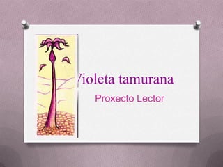 Violeta tamurana
   Proxecto Lector
 