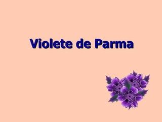Violete de Parma 