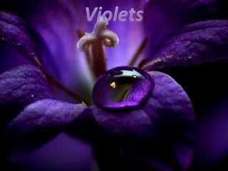 Violets 