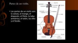 Partes de un violín. 
• Las partes de un violín son: 
la voluta, el mango, el 
diapasón, el filete, la taba 
armónica, el talón, las efes 
y el fondo. 
 