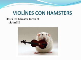 VIOLÍNES CON HAMSTERS
Hasta los hámster tocan él
violín!!!!!
 