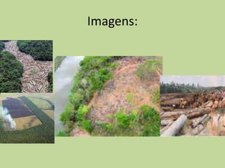 Violência contra a Natureza