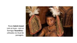 Povos Sateré-mawé
com as luvas - com as
formigas Tocandiras -
utilizadas no ritual de
passagem.
 