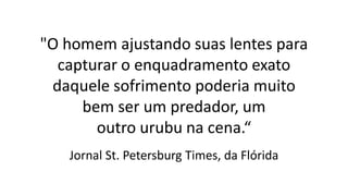 "O homem ajustando suas lentes para
capturar o enquadramento exato
daquele sofrimento poderia muito
bem ser um predador, um
outro urubu na cena.“
Jornal St. Petersburg Times, da Flórida
 