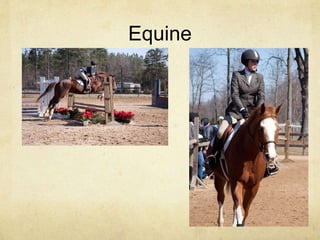 Equine