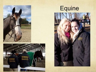 Equine
