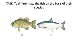 TASK: To differentiate the fish on the basis of their
species
 