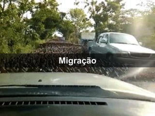 Migração  