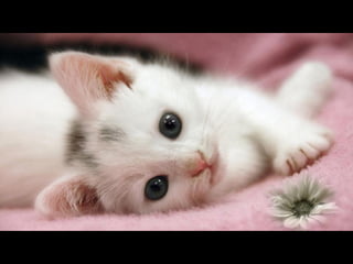 Virada empreendedora