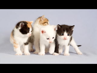 Virada empreendedora