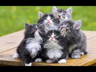 Virada empreendedora