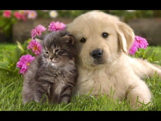 Virada empreendedora