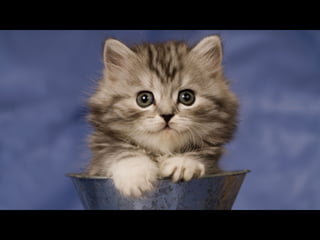 Virada empreendedora