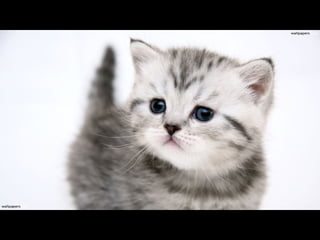 Virada empreendedora