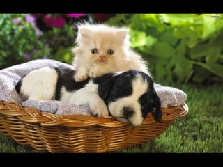 Virada empreendedora