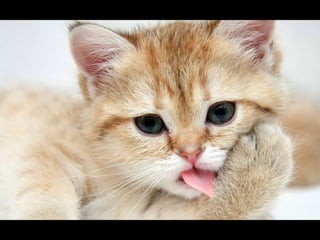 Virada empreendedora