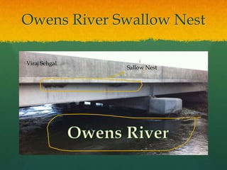 Owens River Swallow NestViraj SehgalSallow NestOwens River