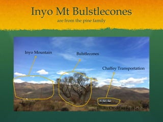 Inyo Mt Bulstleconesare from the pine familyInyo MountainBulstleconesChaffey TransportationPhoto Credit to Ravi Sehgal