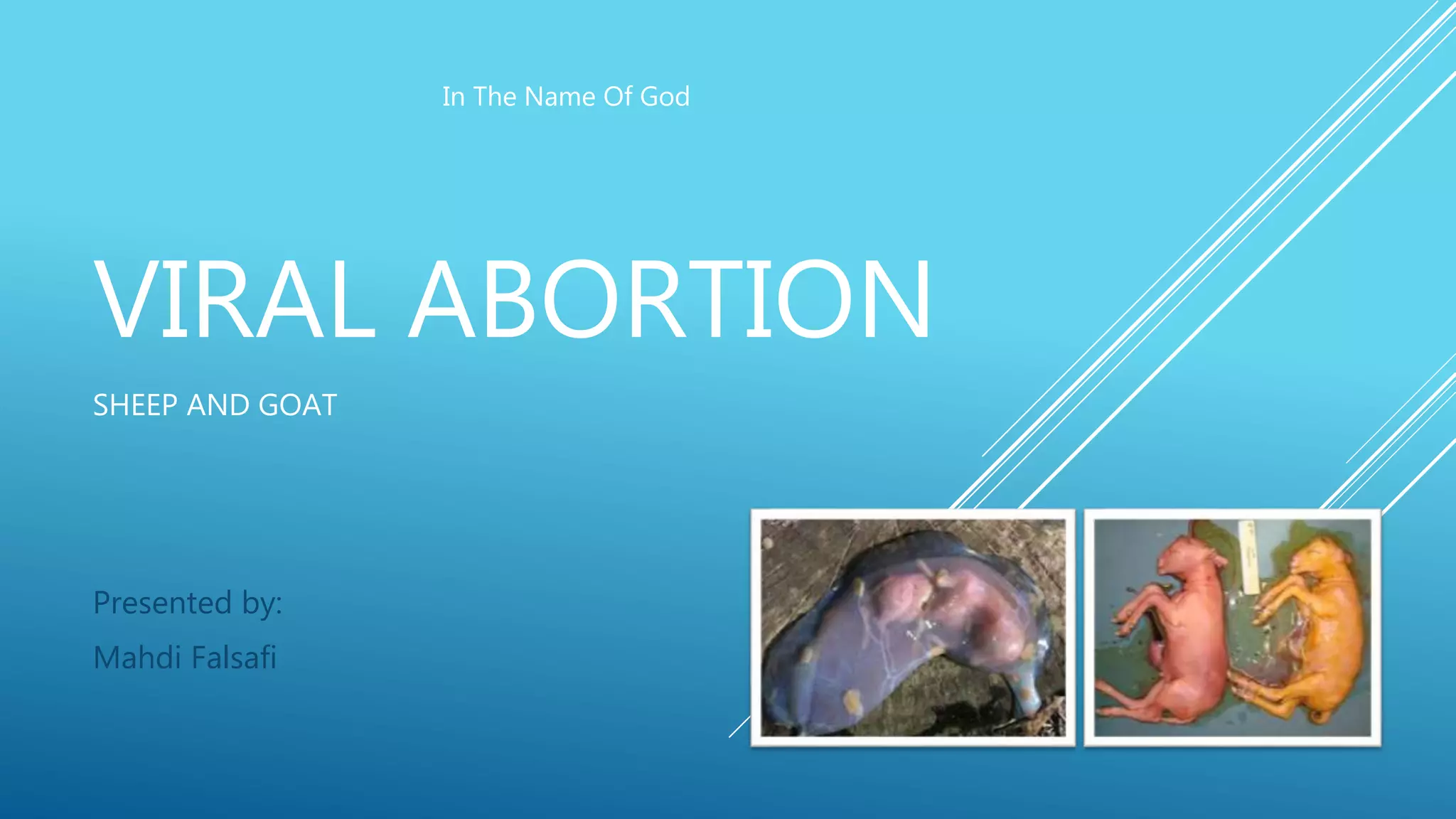Viral abortion in Sheep and Goat By Dr.Mahdi Falsafi | PPTX