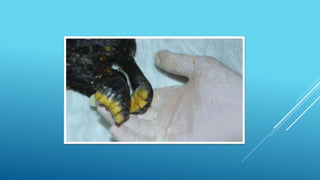 Viral abortion in Sheep and Goat By Dr.Mahdi Falsafi | PPTX