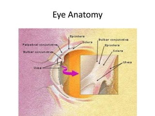 Eye Anatomy
 