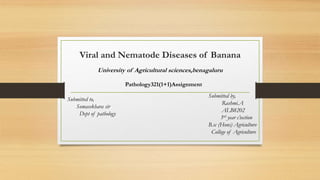 Viral and Nematode Diseases of Banana
University of Agricultural sciences,benagaluru
Submitted to,
Somasekhara sir
Dept of pathology
Submitted by,
Rashmi.A
ALB8202
3rd year c’section
B.sc (Hons) Agriculture
College of Agriculture
Pathology321(1+1)Assignment
 