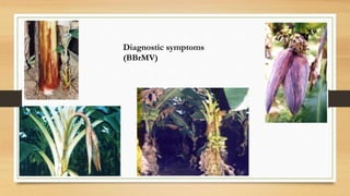 Viral and nematode diseases of banana | PPTX