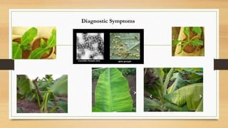 Viral and nematode diseases of banana | PPTX