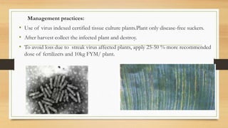 Viral and nematode diseases of banana | PPTX